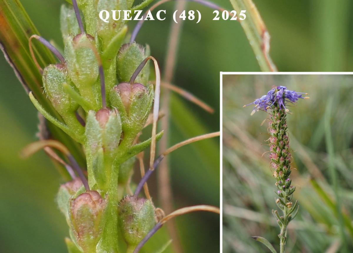 Speedwell, Spiked fruit